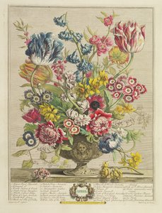 April, från "Twelve Months of Flowers" av Robert Furber (ca 1674-1756), graverad av Henry Fletcher (fl.c.1729), publicerad 1730 (akvatint i färg) (se även 125934).