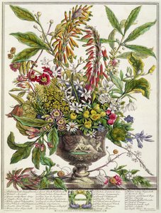 januar, fra `Twelve Months of Flowers