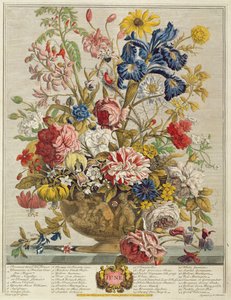 Juni, från "Twelve Months of Flowers" av Robert Furber (ca 1674-1756) graverad av Henry Fletcher (färggravyr)
