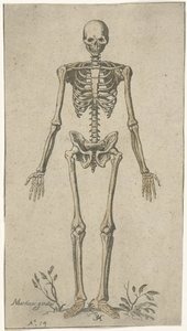 Manligt skelett, sett framifrån Anatomiska studier (serietitel)