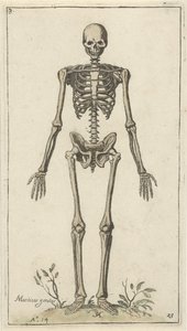 Manligt skelett, sett framifrån Anatomiska studier (serietitel)