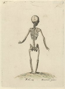 Skelett, sett bakifrån Anatomiska studier (serietitel)