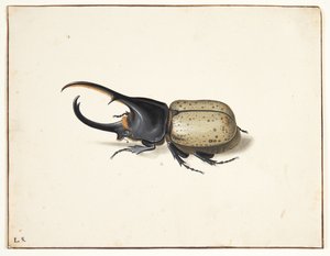 In herkulesbille (dynastes hercules)