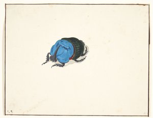 En noshörningsbagge (scarabaeidae)