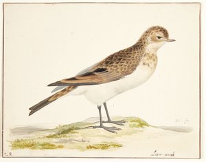 En sånglärka (alauda arvensis)