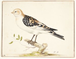 I snespurv (plectrophenax nivalis)