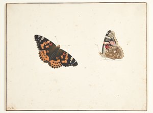 Två studier av en tistel (vanessa cardui l.)