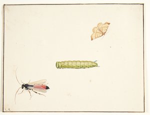 Tre insektsstudier