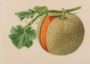 Original från trädgårds- och trädodlingspublikationer, 1878-1881. av Pieter Joseph de Pannemaeker
