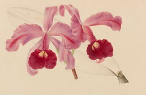 Original från trädgårds- och trädodlingspublikationer, 1878-1881. av Pieter Joseph de Pannemaeker