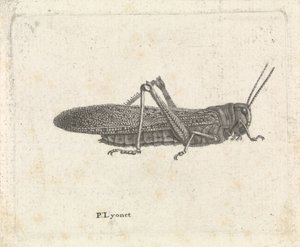 gräshoppa av Pieter Lyonet