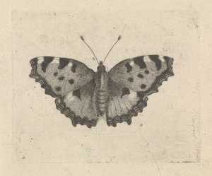 Fjäril av Pieter Lyonet