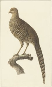 Goudfazant, hen