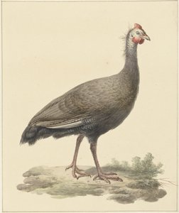 Helmparelhoen av Pieter Pietersz. Barbiers