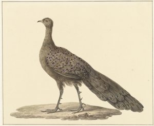 Spiegelpauw av Pieter Pietersz. Barbiers