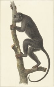 Svart vrålapa (Paraguay)