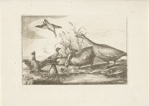 Eenden en ganzen Olika fåglar (serietitel) De mest perfekta figurerna av olika fåglar (...) (serietitel) av Pieter Schenk (I) (attributed to)