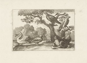 Kip met kuikens och andra vogels Olika fåglar (serietitel) De mest perfekta figurerna av olika fåglar (...) (serietitel) av Pieter Schenk (I) (attributed to)