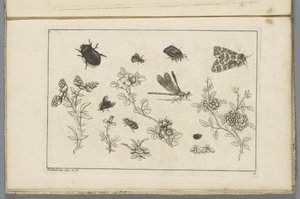 Blomma grenar med insekter Kinesiska blommor och insekter (serietitel) av Pieter Schenk (II)