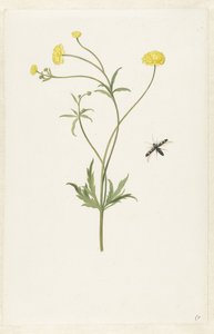 Dubbel gul ranunculus och insekt av Pieter Withoos (possibly)