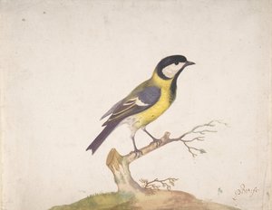 En talgox Parus major uppflugen på en gren, 1670-93.