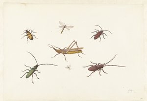 Ett ark med sju olika insekter Ark med sju olika insekter