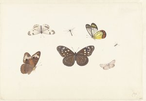 Blad med fem fjärilar och två flugor