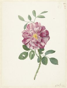 Gallisk ros (Rosa gallica L. 