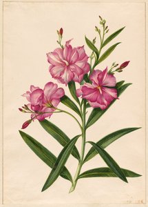 Lila oleander
