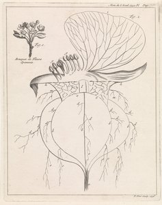 Tvärsnitt av en blomma av Pieter Yver