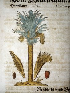 Botanisk tavla: Palm med dadlar - I "" herbarium mattioli"".