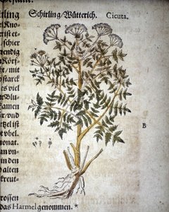 Hemlock - I Mattioli-herbariet.