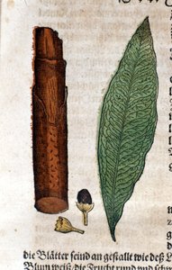 kanel. Gravyr - i "" Kreutterbuch Dess mycket lärde och välkände Mr. D. Petri Andreae Matthioli"" av Pietro Andrea Mattioli (Matthiole) (1500-1577). Frankfurt av Pietro Andrea Mattioli