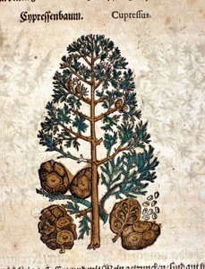 Cyberkon. Gravyr - i "" Kreutterbuch Dess mycket lärde och välkände Mr. D. Petri Andreae Matthioli"" av Pietro Andrea Mattioli (Matthiole) (1500-1577). Frankfurt av Pietro Andrea Mattioli
