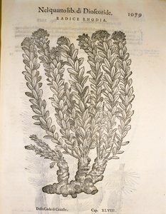Gyllene rot eller rosenrot (Rhodiola rosea), gravyr av Pier Andrea Mattioli av Pietro Andrea Mattioli
