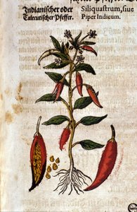Indisk peppar. Gravyr - i "" Kreutterbuch Dess högt lärde och välkände Mr. D. Petri Andreae Matthioli"" av Pietro Andrea Mattioli (Matthiole) (1500-1577). Frankfurt av Pietro Andrea Mattioli