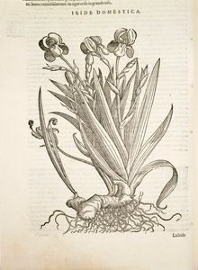 Iris (Iride domestica), gravyr av Pier Andrea Mattioli