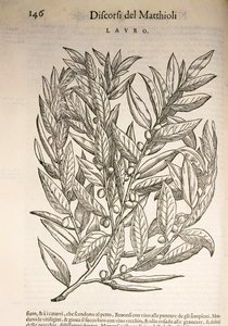 Laurel (Laurus), gravyr av Pier Andrea Mattioli