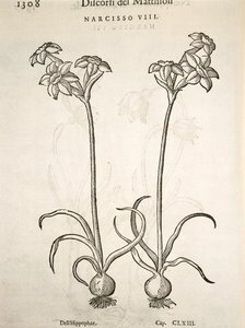 Narcissus, gravyr av Pier Andrea Mattioli