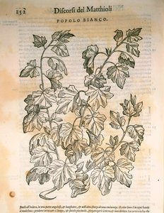 Poppel (Populus), gravyr av Pier Andrea Mattioli
