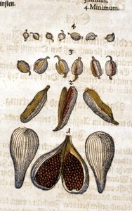 Kardemumman. Gravyr - i "" Kreutterbuch Dess högt lärde och välkände Mr. D. Petri Andreae Matthioli"" av Pietro Andrea Mattioli (Matthiole) (1500-1577). Frankfurt av Pietro Andrea Mattioli