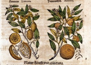 Citrusen. Apelsin och citronträd. Gravyr - i "" Kreutterbuch Dess högt lärde och välkände Mr. D. Petri Andreae Matthioli"" av Pietro Andrea Mattioli (Matthiole) (1500-1577). Frankfurt