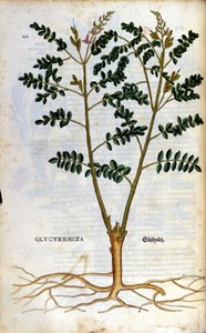 Lakritsen. Gravyr - i "" Kreutterbuch Dess högt lärde och välkände Mr. D. Petri Andreae Matthioli"" av Pietro Andrea Mattioli (Matthiole) (1500-1577). Frankfurt av Pietro Andrea Mattioli