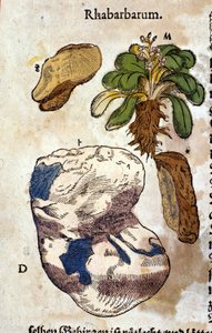 Rabarbern. Gravyr - i "" Kreutterbuch Dess högt lärde och välkände Mr. D. Petri Andreae Matthioli"" av Pietro Andrea Mattioli (Matthiole) (1500-1577). Frankfurt av Pietro Andrea Mattioli