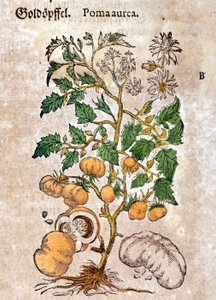 tomat. Gravyr - i "" Kreutterbuch Dess mycket lärde och välkände Mr. D. Petri Andreae Matthioli"" av Pietro Andrea Mattioli (Matthiole) (1500-1577). Frankfurt