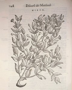 True Myrtle (Myrtus communis), gravyr av Pier Andrea Mattioli