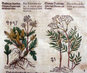 Valeriana: två arter med växtbeskrivning