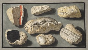 Exemplar av Tufa som hittats i och runt Herculaneum, plattan XXXXV, från 