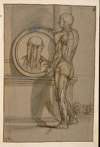 Ms Hunter 653 Platta XVI, Anatomisk teckning, ca 1610 (penna och krita på papper) av Pietro da Cortona