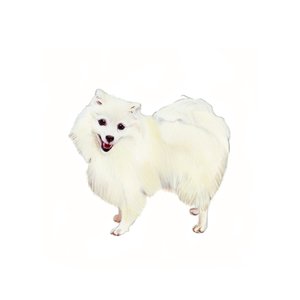 Japanese Spitz, 2011 (akvarell  gouache på papper) av Polly Horner